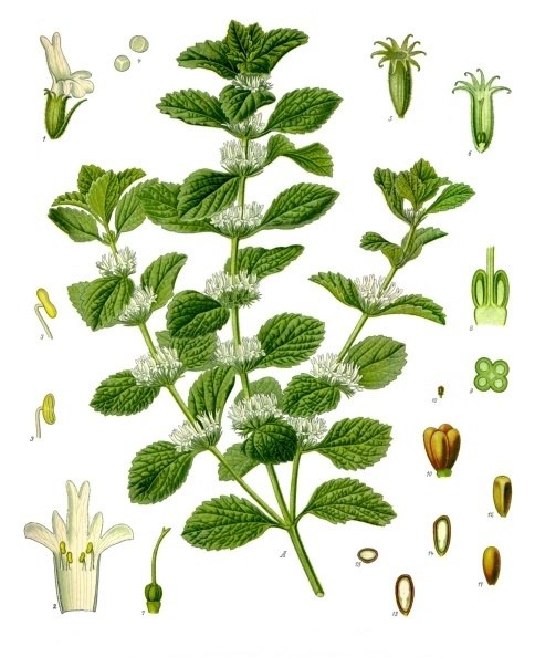 marulja