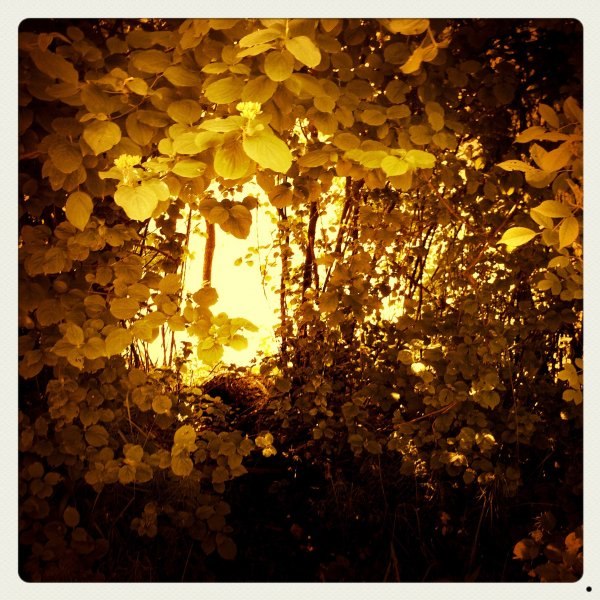 sunce