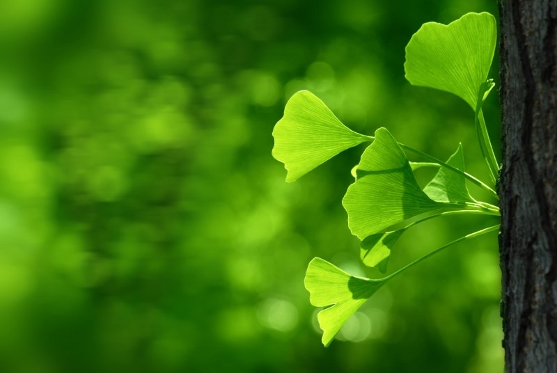 ginko