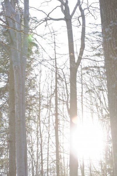 sunce