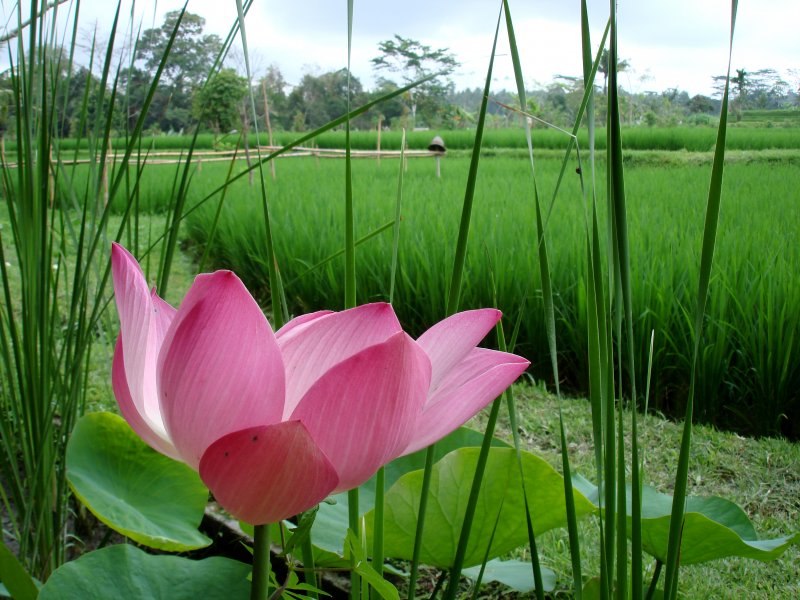zen