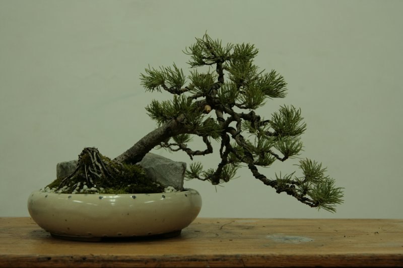 bonsai