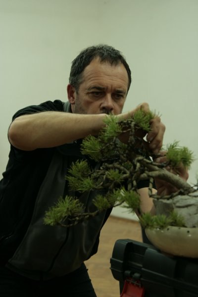 bonsai