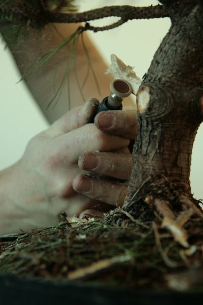 bonsai