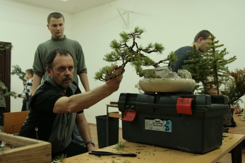 bonsai