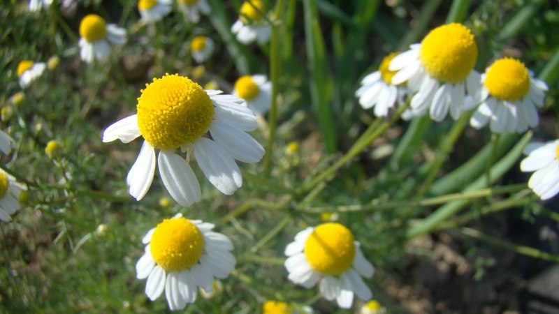 kamilica
