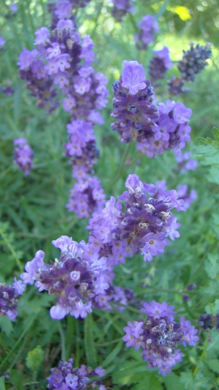 lavanda