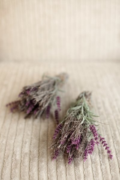 lavanda