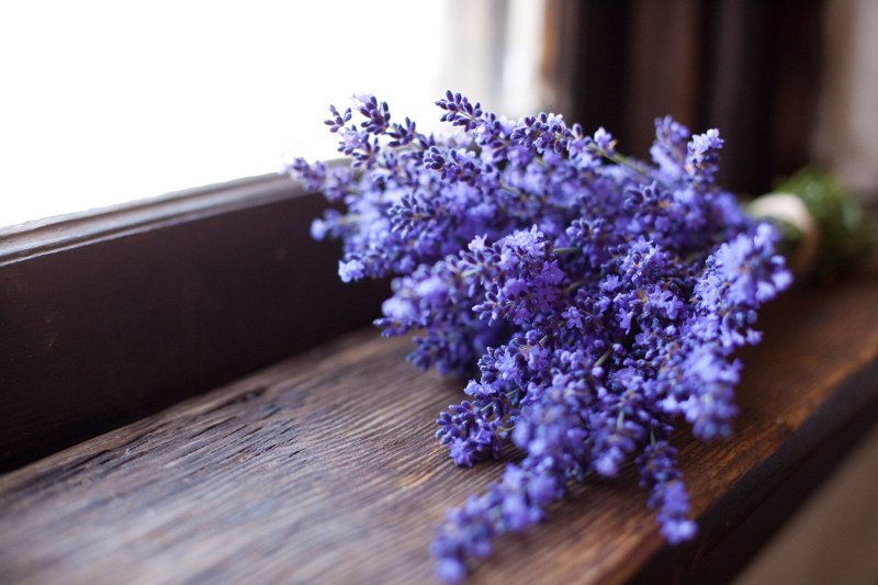 lavanda