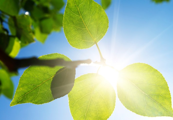 sunce
