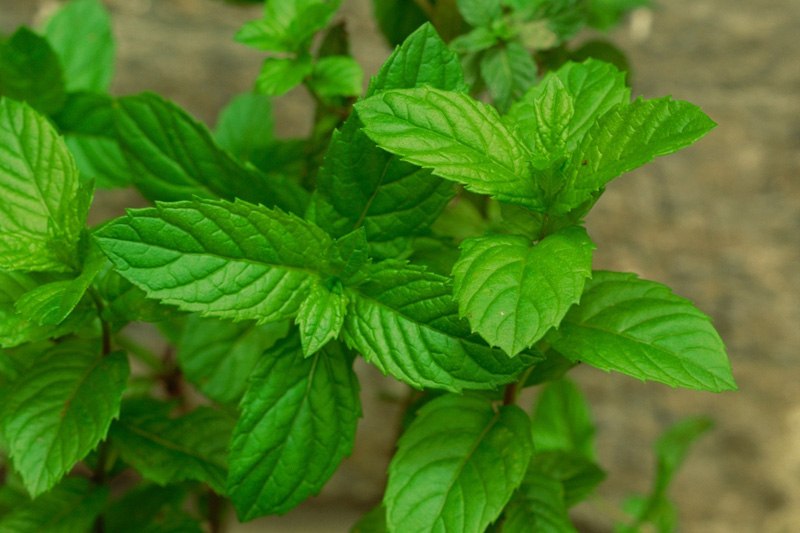 menta