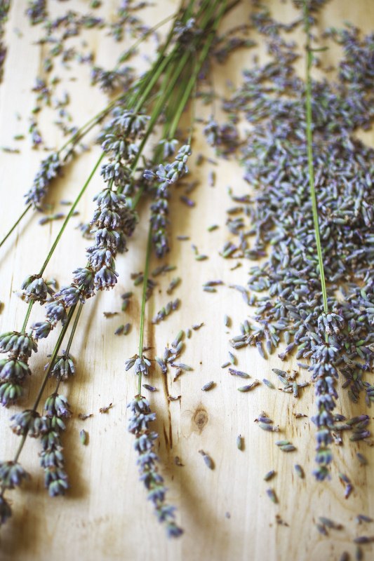lavanda