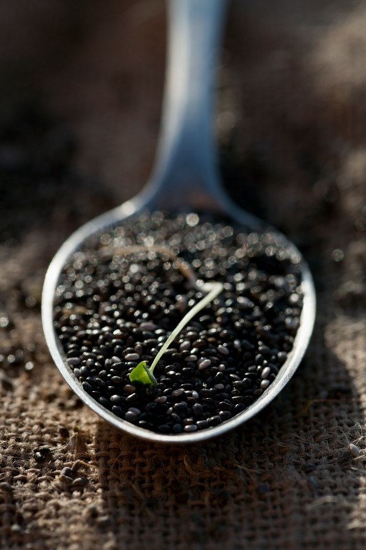 chia