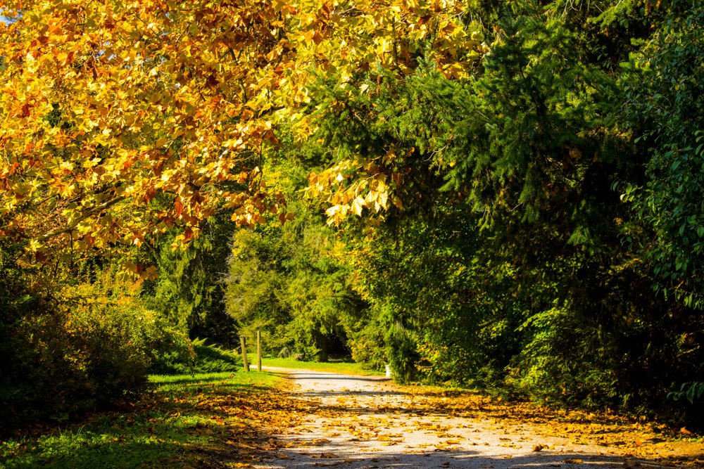 arboretum opeka