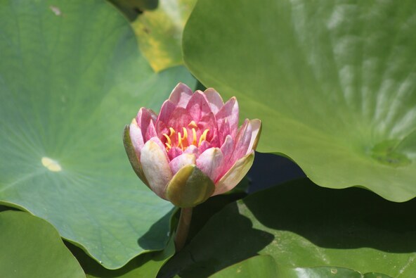 Lotus