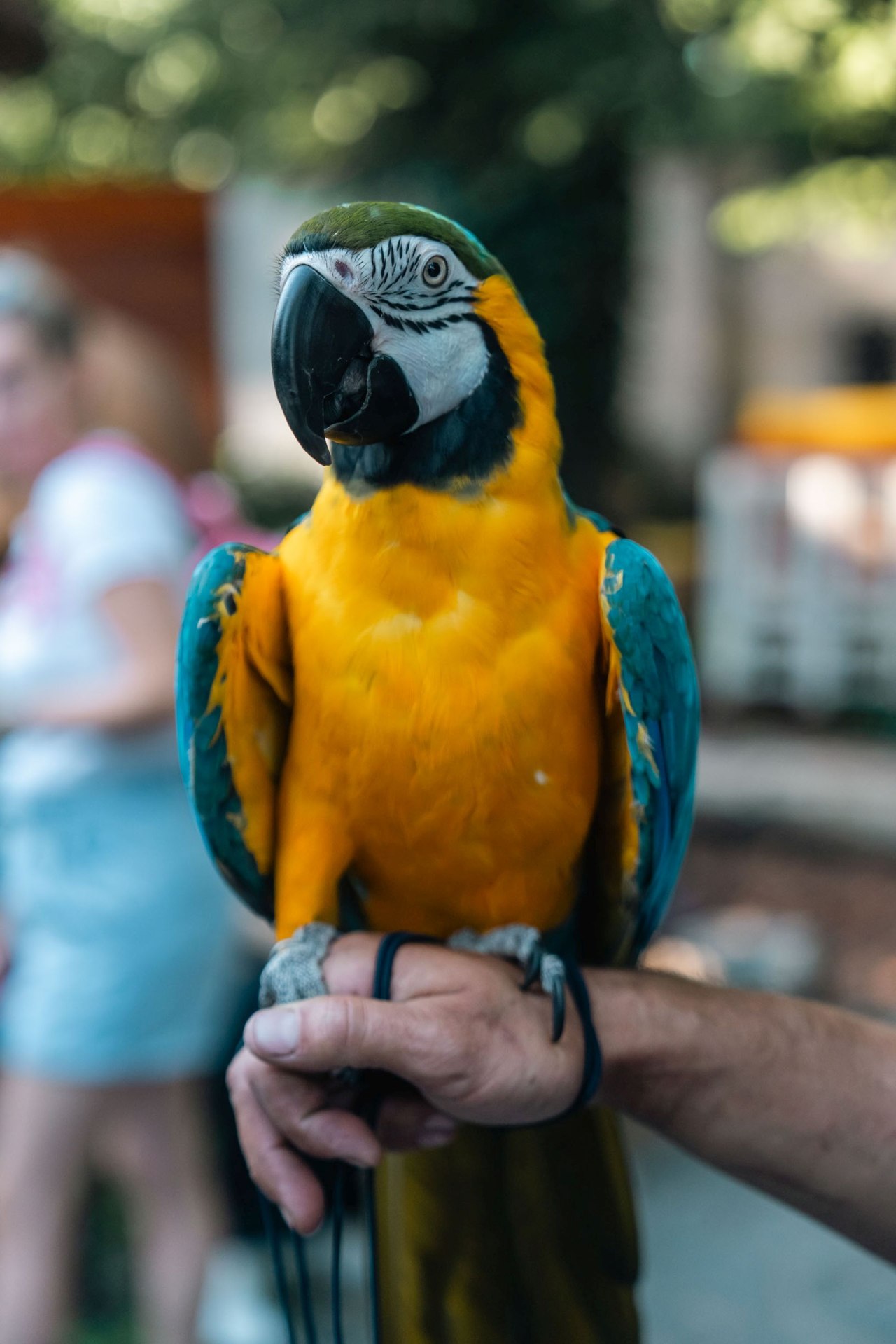 Besplatan koncert Cubisma u Zagrebu