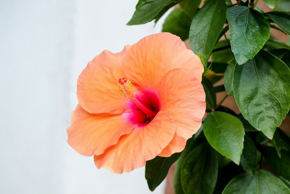 hibiskus