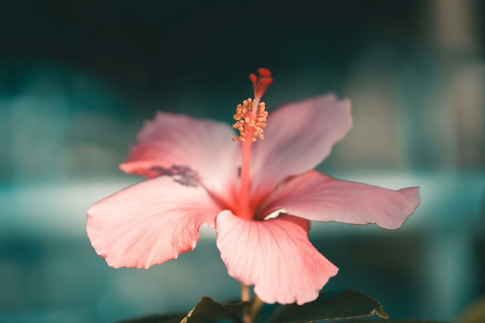 hibiskus