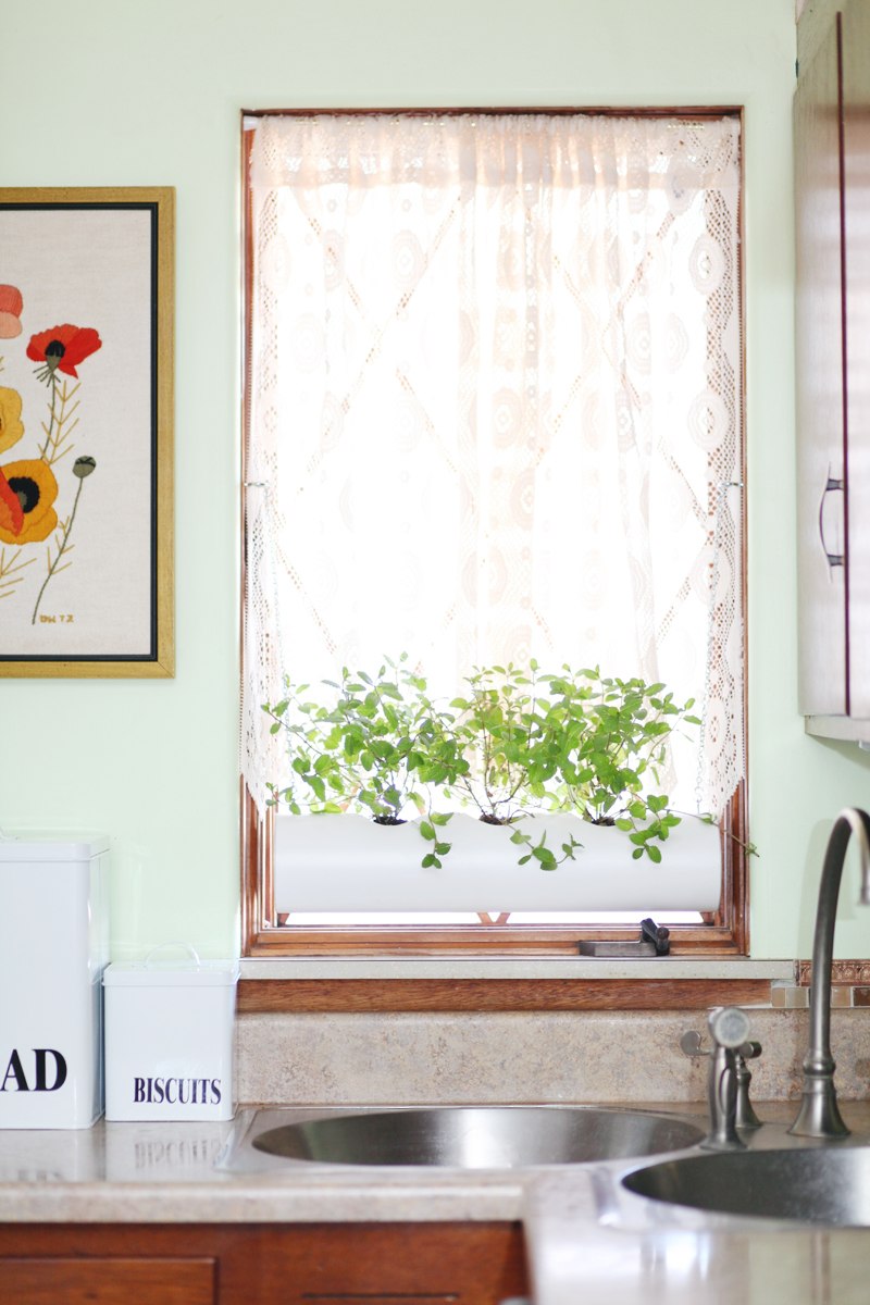 Mandy Johnson diy biljke 10