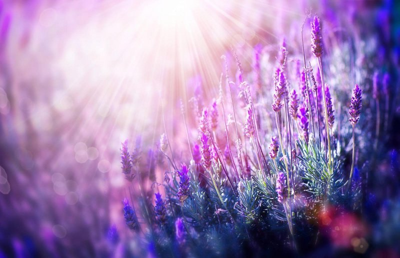 lavanda anđeli