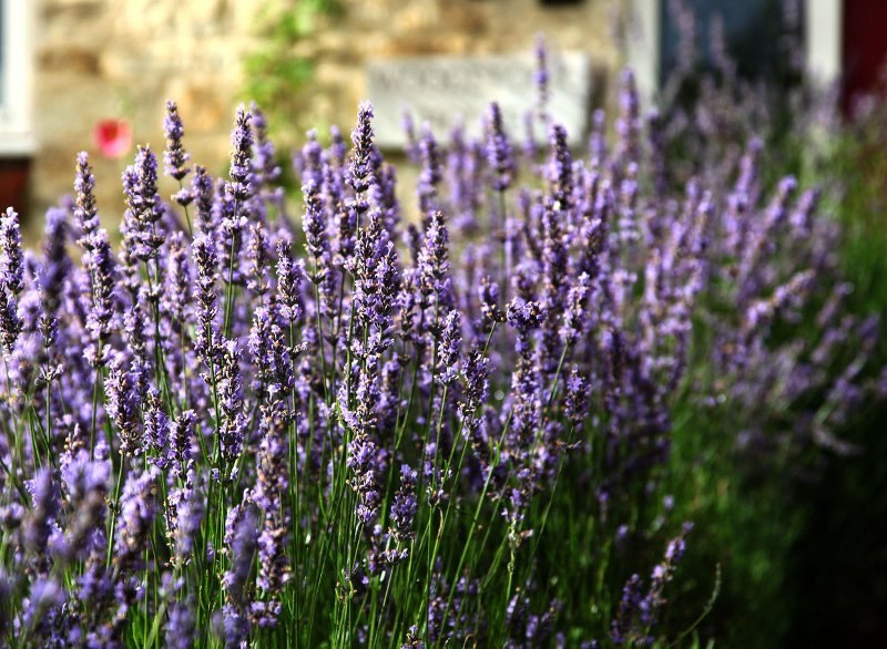 lavanda