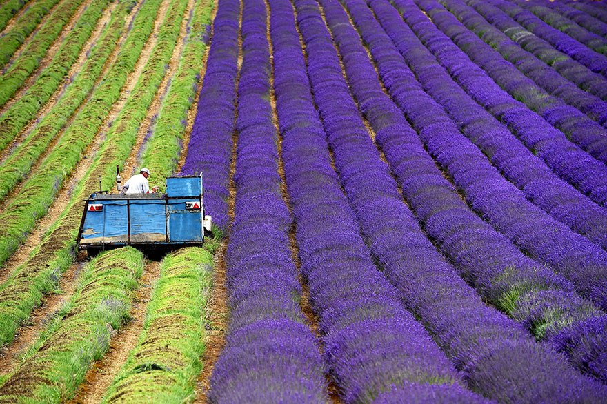 lavanda