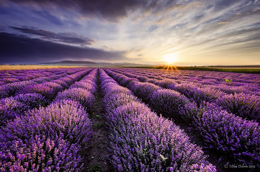 lavanda