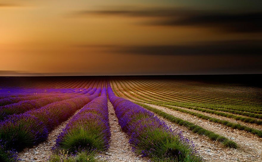 lavanda