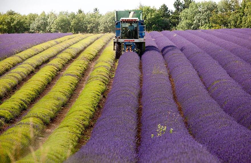 lavanda