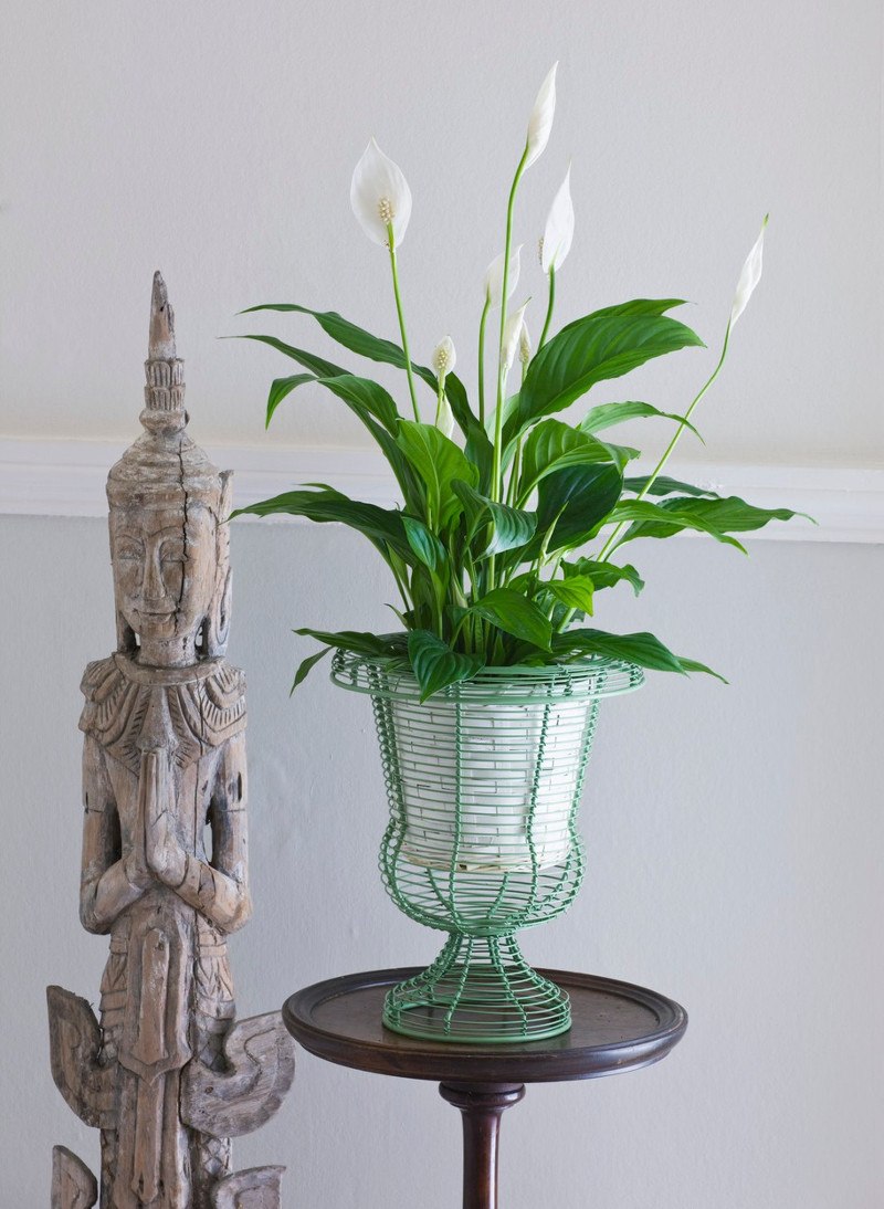 cvijet mirni ljiljan