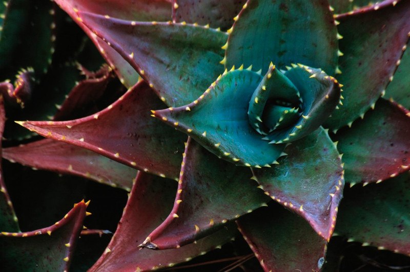 aloe vera