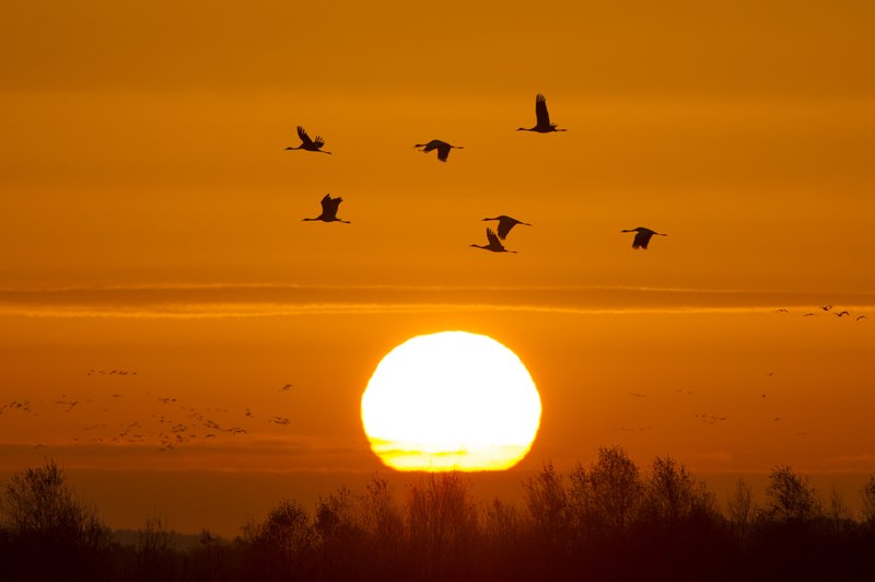 sunce