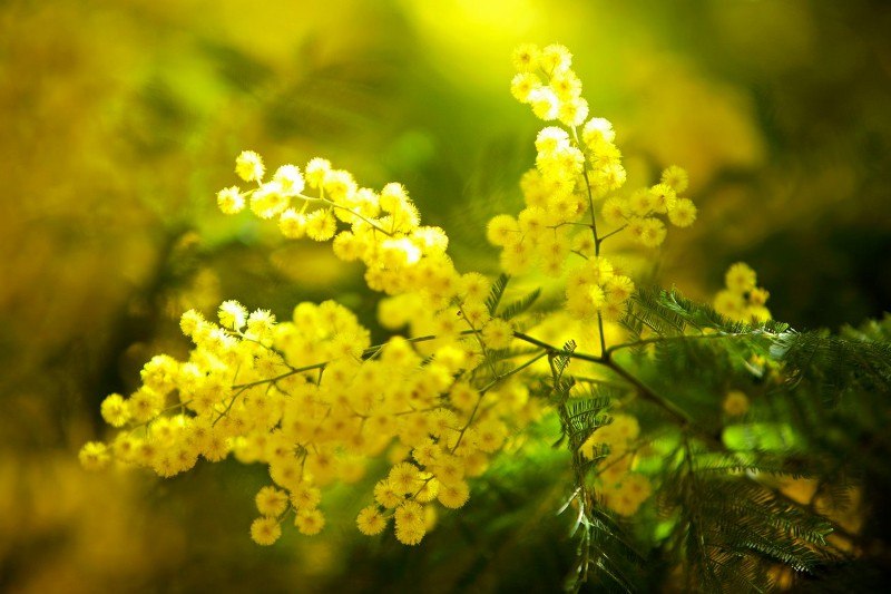 mimoze