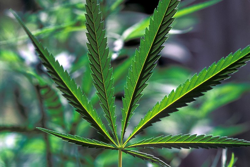 marihuana, kanabis