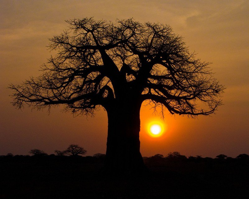 baobab