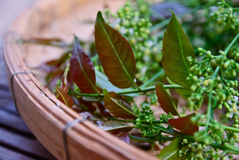 neem