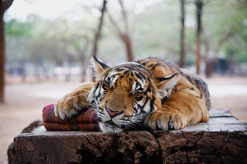 tigar