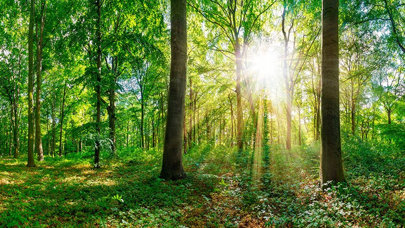 šuma sunce
