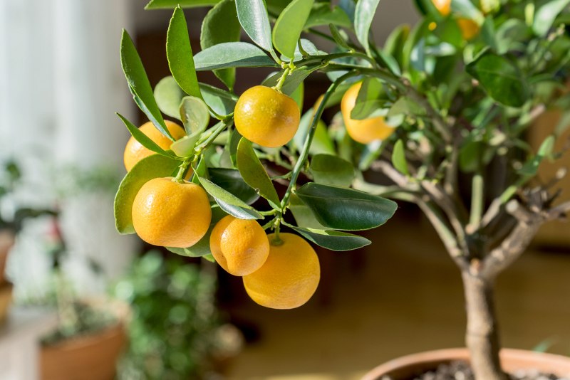 citrusi