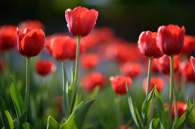 tulipani proljeće