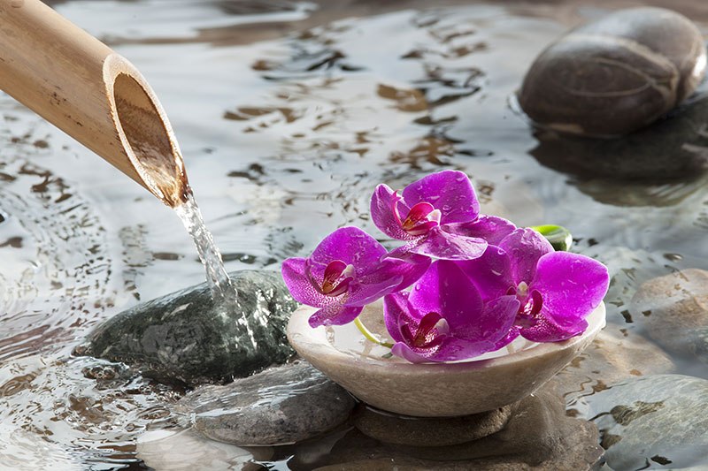 feng shui orhideja voda