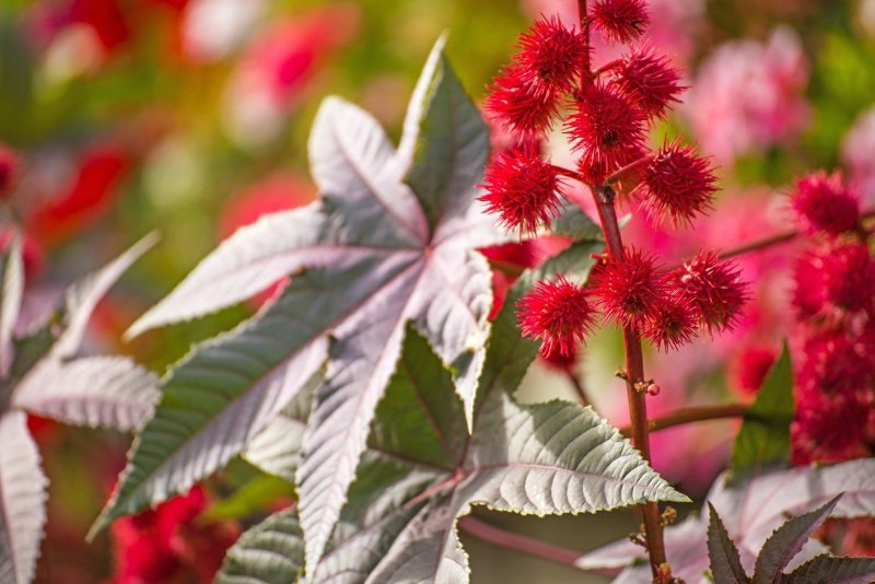 ricinus