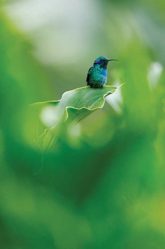 kolibri