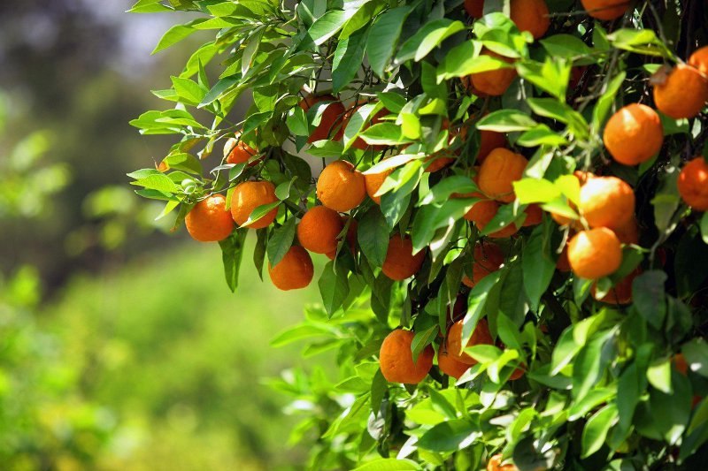 mandarine