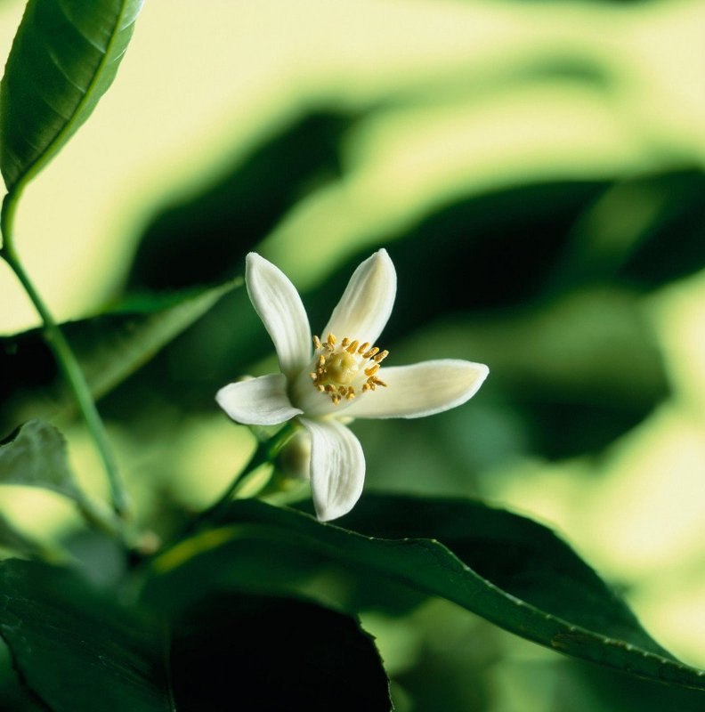 bergamot