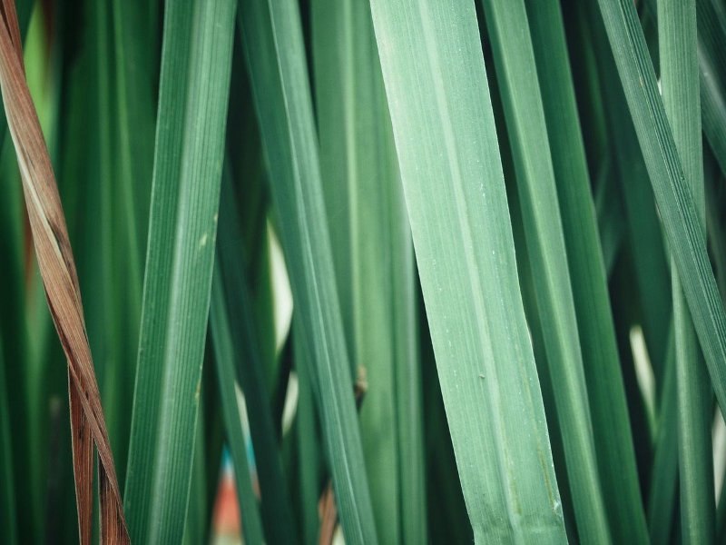 vetiver