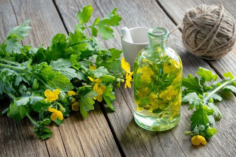 rosopas žuti, biljka koja čisti jetra i dušu