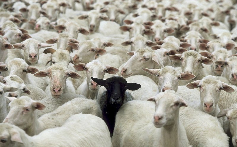 crna ovca u obitelji - dragocjen dar za cijelo obiteljsko stablo