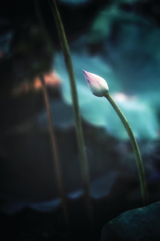 reproduktivno zdravlje žene, anđeli, cvijeće