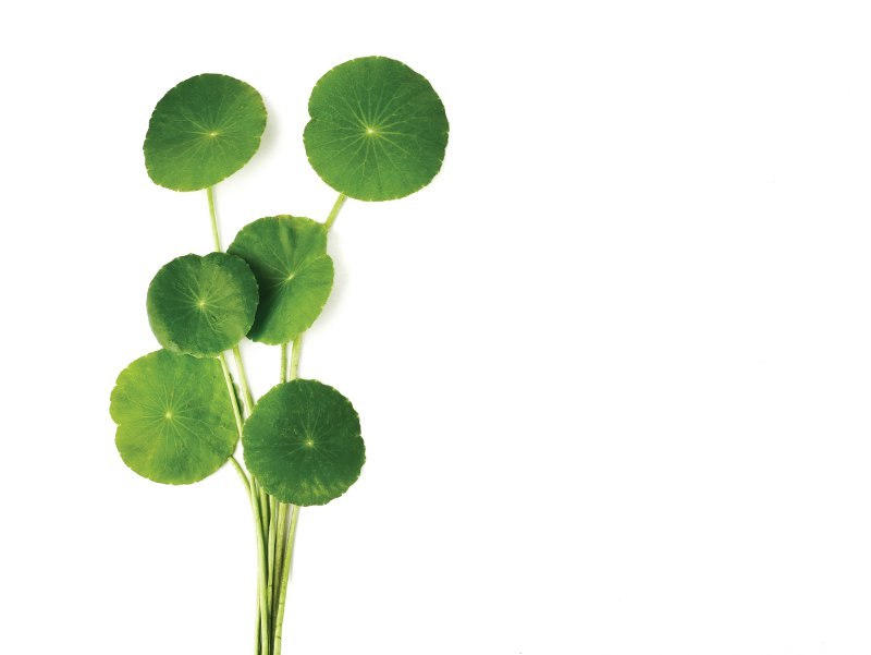 gotu kola